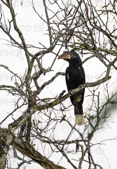 Silver-cheeked hornbird (Bycanistes brevis), adult female, horned raven sitting on a branch, Amani Nature Forest Reserve, Eastern Usambara Mountains, Tanga, Tanzania