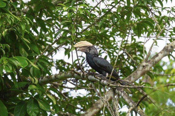 Silver-cheeked hornbird (Bycanistes brevis), adult male, horned raven sitting on a branch, Amani Nature Forest Reserve, Eastern Usambara Mountains, Tanga, Tanzania