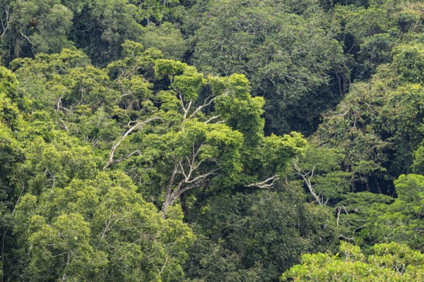 Rainforest treetops, cloud forest, Amani Nature Forest Reserve, Eastern Usambara Mountains, Tanga, Tanzania