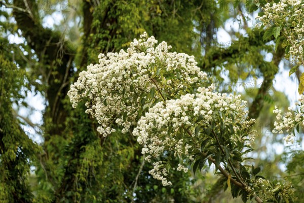 White flowering bush in rainforest, cloud forest, Amani Nature Forest Reserve, Eastern Usambara Mountains, Tanga, Tanzania