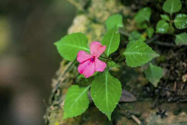 Flower with pink blossom (Impatiens usambarensis), in the rainforest, Amani Nature Forest Reserve, Eastern Usambara Mountains, Tanga, Tanzania