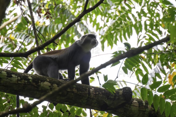 Sykes Monkey (Cercopithecus mitis neumanni) sitting among leaves in a tree, Amani Nature Forest Reserve, Eastern Usambara Mountains, Tanga, Tanzania