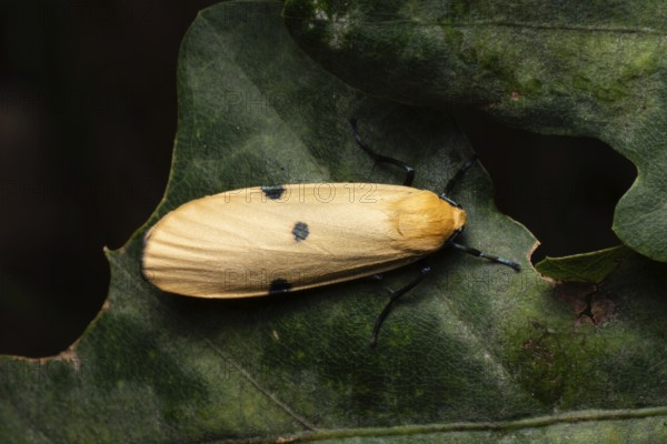 Four-spotted lichen bear (Lithosia quadra), large lichen bear, female from above on leaf, Brandenburg, Germany