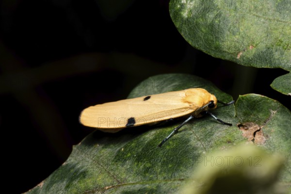 Four-spotted lichen bear (Lithosia quadra), large lichen bear, female from side to leaf, Brandenburg, Germany