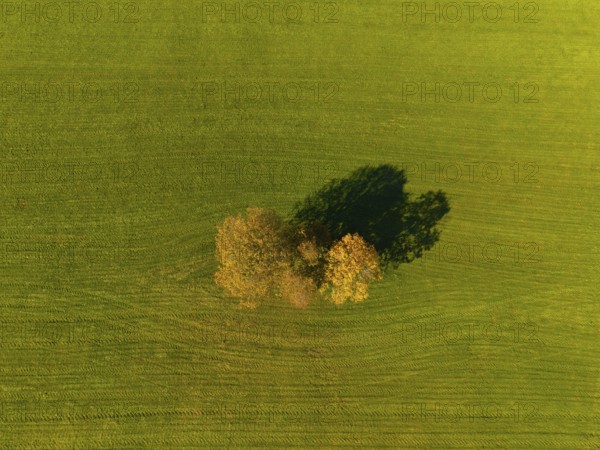 Two trees on a green meadow from a bird's eye view, long shadows, near Füssen, Allgäu, Swabia, Bavaria, Germany