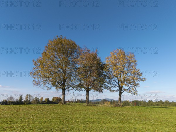 Three trees on a green meadow under a clear blue sky, near Füssen, Allgäu, Swabia, Bavaria, Germany