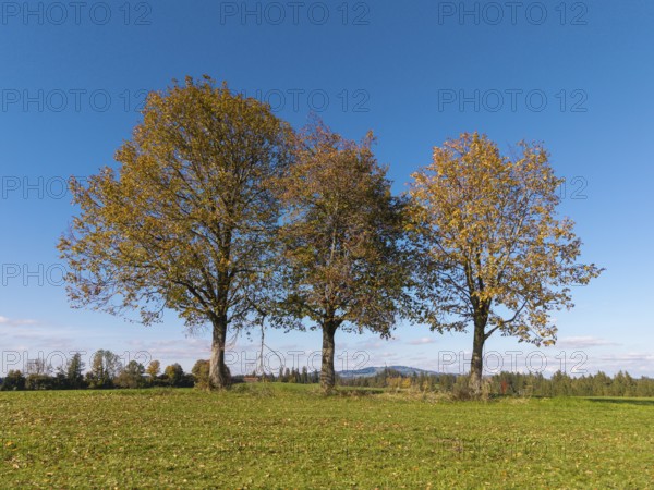 Autumn trees in a meadow with blue sky and natural peace, near Füssen, Allgäu, Swabia, Bavaria, Germany