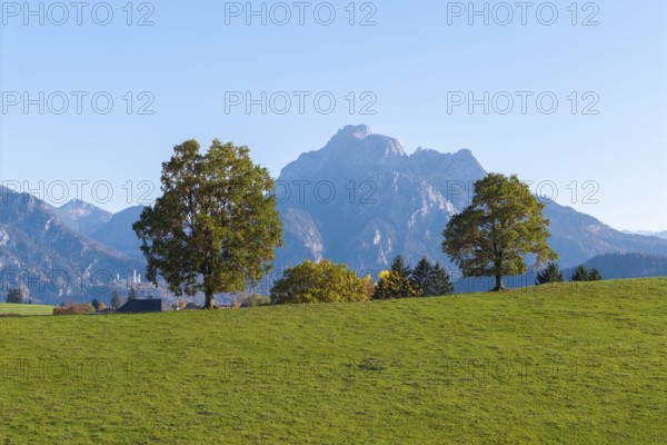 Three trees in a meadow with a mountain in the background under a clear sky, Neuschwanstein, near Füssen, Allgäu, Swabia, Bavaria, Germany