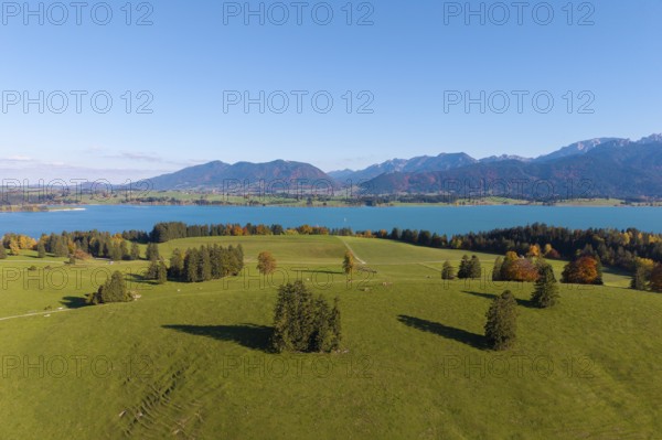 Picturesque landscape with Lake Forggensee and mountains, surrounded by green meadows, near Füssen, Allgäu, Swabia, Bavaria, Germany