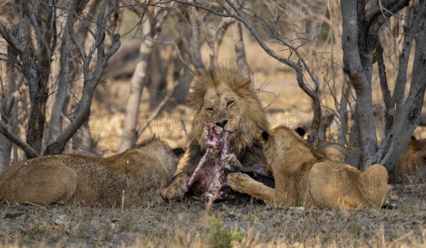 Lion (Panthera Leo) with kill, pack eats captured buffalo, adult male eats on the carcass, Moremi Game Reserve, Botswana
