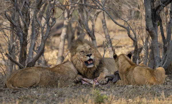 Lion (Panthera Leo) with kill, pack eats captured buffalo, adult male with prey, Moremi Game Reserve, Botswana