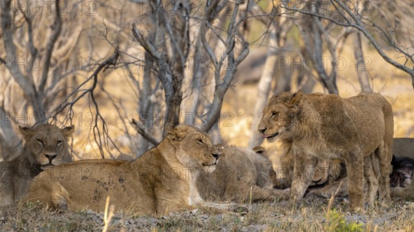 Lions (Panthera Leo), pack with young animals, Moremi Game Reserve, Botswana