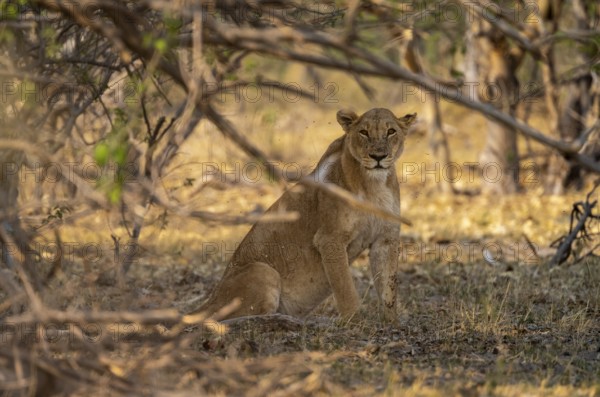 Lioness (Panthera Leo) sitting in shade, Moremi Game Reserve, Botswana