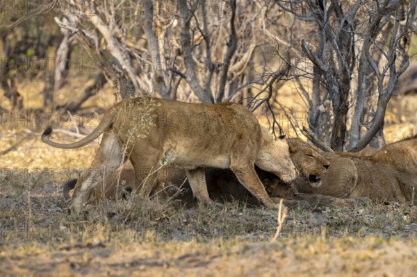 Two lions (Panthera Leo) lying in shade, cuddling, Moremi Game Reserve, Botswana