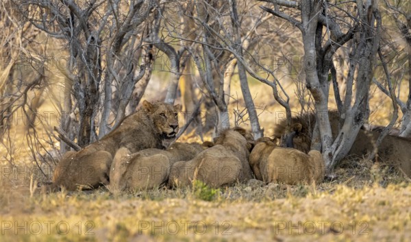 Lion (Panthera Leo) with kill, pack eats captured buffalo, Moremi Game Reserve, Botswana