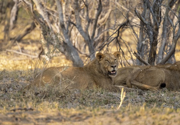 Lions (Panthera Leo) lie in shade, Moremi Game Reserve, Botswana