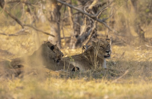 Two lions (Panthera Leo) lie in the shade, Moremi Game Reserve, Botswana