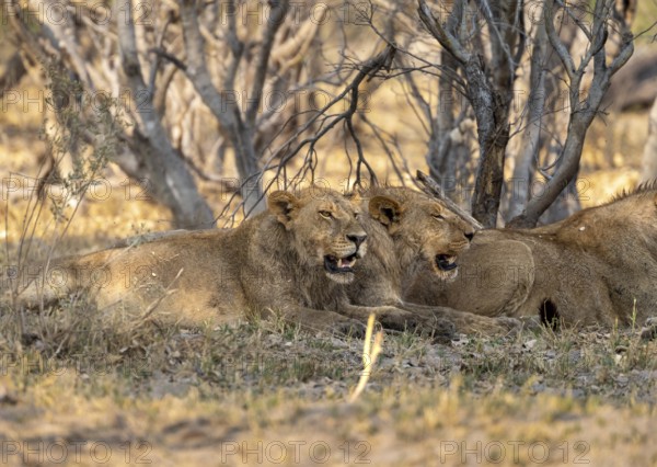 Two lions (Panthera Leo) lie in shade, juvenile male Moremi Game Reserve, Botswana