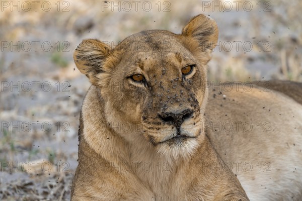 Lion (Panthera leo), adult female, animal portrait, Moremi Game Reserve, Botswana