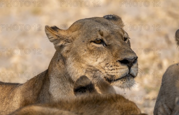 Lion (Panthera leo), adult female in pack, animal portrait, Moremi Game Reserve, Botswana
