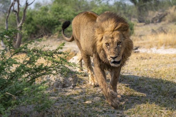 Lion (Panthera leo), adult male walking, Moremi Game Reserve, Botswana