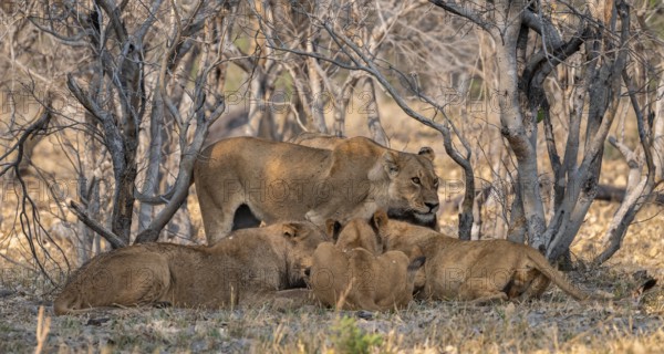 Lion (Panthera Leo) with kill, pack eats captured buffalo, adult female stands behind, Moremi Game Reserve, Botswana