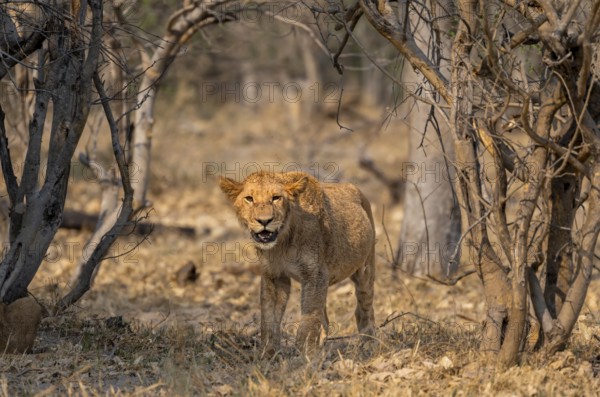 Lion (Panthera Leo), young standing, Moremi Game Reserve, Botswana