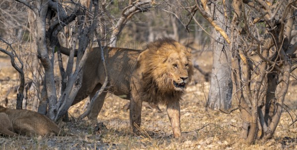 Lion (Panthera leo), adult male standing, Moremi Game Reserve, Botswana