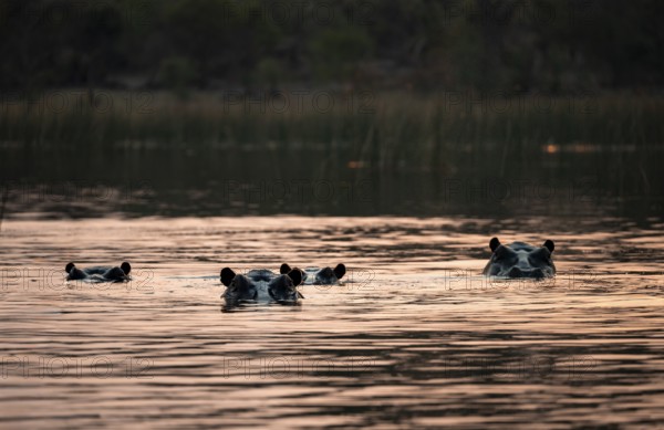 Hippos (Hippopatamus amphibius) in the river at sunset, Thamalakane River, Okavango Delta, Botswana