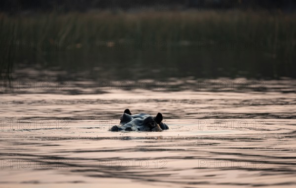 Hippopotamus (Hippopatamus amphibius) in the river at sunset, Thamalakane River, Okavango Delta, Botswana