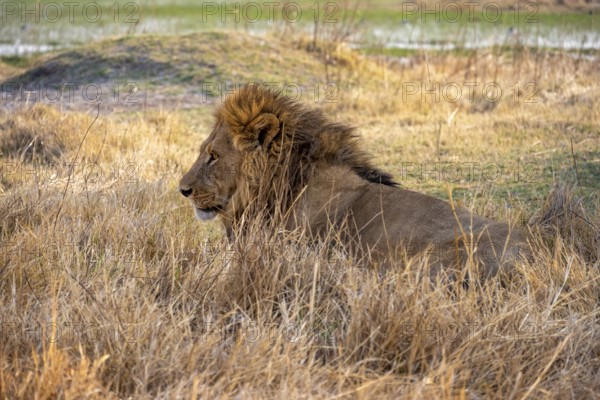 Lion (Panthera leo) adult male sitting in dry grass, Moremi Game Reserve, Botswana