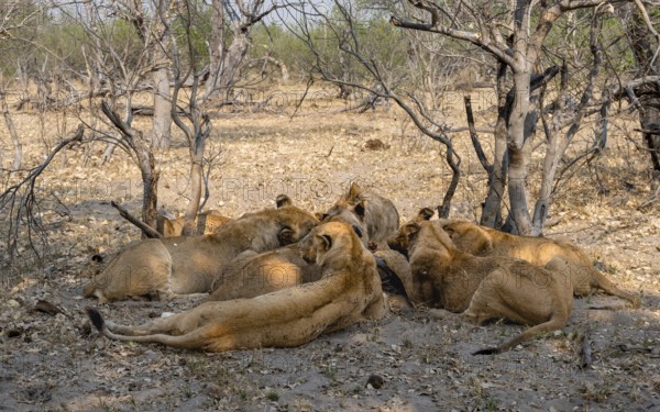Lion (Panthera Leo) with kill, pack eats captured buffalo, Moremi Game Reserve, Botswana