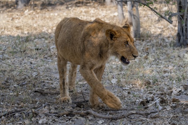 Lion (Panthera Leo), young, Moremi Game Reserve, Botswana