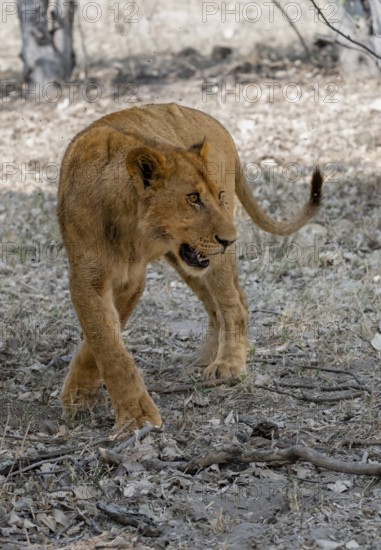 Lion (Panthera Leo), young, Moremi Game Reserve, Botswana