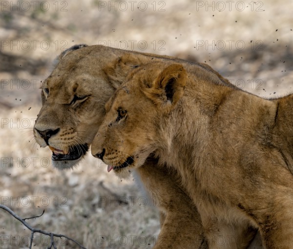 Lioness (Panthera Leo) and young, animal portrait, Moremi Game Reserve, Botswana