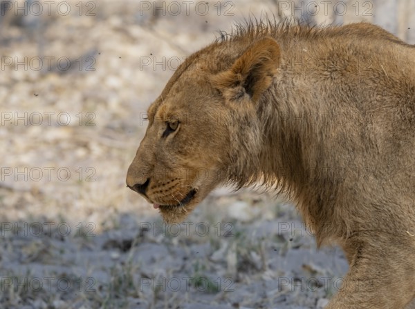 Lion (Panthera leo), juvenile male, animal portrait, Moremi Game Reserve, Botswana