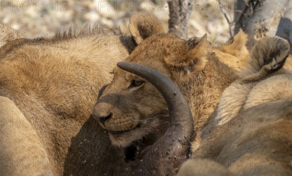 Lion (Panthera Leo) with kill, pack eats captured buffalo, young lion on the head of the carcass, Moremi Game Reserve, Botswana