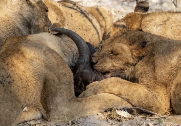 Lion (Panthera Leo) with kill, pack eats captured buffalo, young lion eats on the head of the carcass, Moremi Game Reserve, Botswana