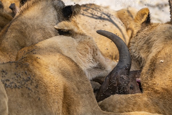 Lion (Panthera Leo) with kill, pack eats captured buffalo, horn on the head of the carcass, Moremi Game Reserve, Botswana