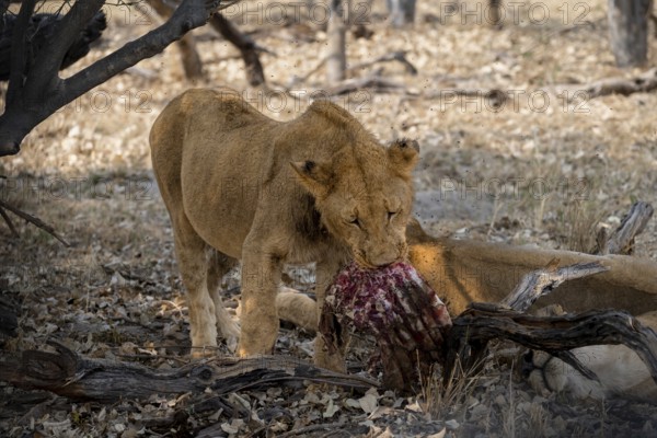 Lion (Panthera Leo) with kill, juvenile male eats the ribs of the captured buffalo, Moremi Game Reserve, Botswana