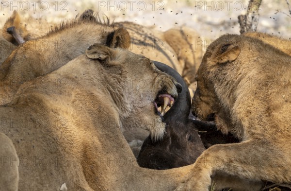 Lion (Panthera Leo) with kill, pack eats captured buffalo, lioness and young lion feed on the head of the carcass, Moremi Game Reserve, Botswana