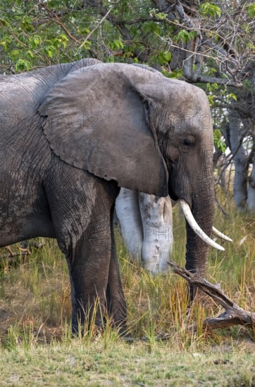 African elephant (Loxodonta africana), animal portrait, Moremi Game Reserve, Botswana