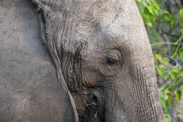 African elephant (Loxodonta africana) detail, animal portrait, Moremi Game Reserve, Botswana
