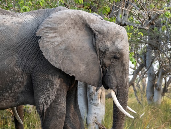 African elephant (Loxodonta africana), animal portrait, Moremi Game Reserve, Botswana