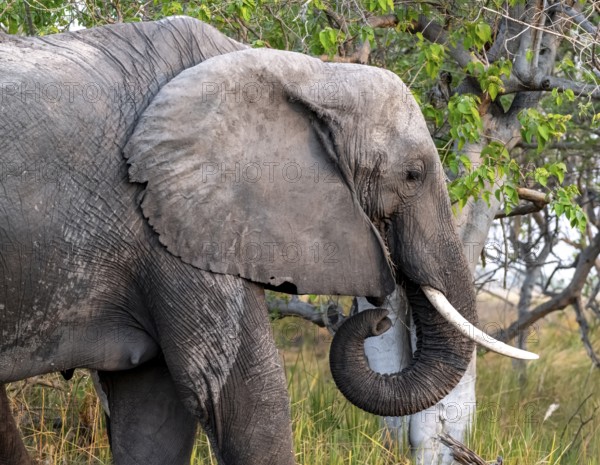 African elephant (Loxodonta africana) eating grass, animal portrait, Moremi Game Reserve, Botswana