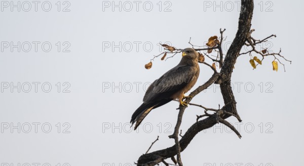 Yellow-billed kite (Milvus migrans aegyptius) sitting on a branch against a white sky, Moremi Game Reserve, Botswana