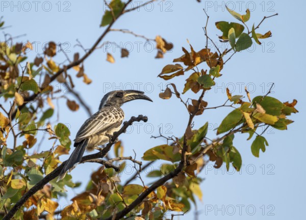 African grey hornbill (Lophoceros nasutus), adult male sitting in a tree, against a blue sky, Moremi Game Reserve, Botswana