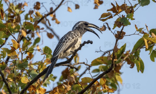 African grey hornbill (Lophoceros nasutus) with open beak, adult male sitting in a tree, against a blue sky, Moremi Game Reserve, Botswana