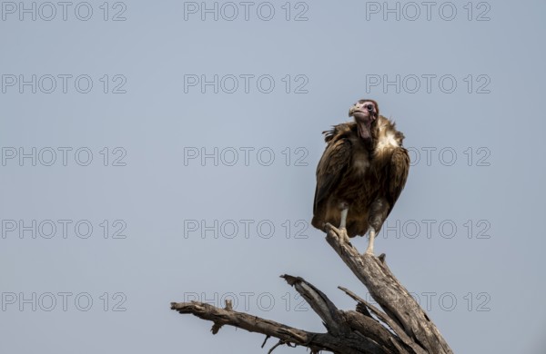 Hooded Vulture (Necrosyrtes monachus) juvenile sitting on a branch against a blue sky, Moremi Game Reserve, Botswana