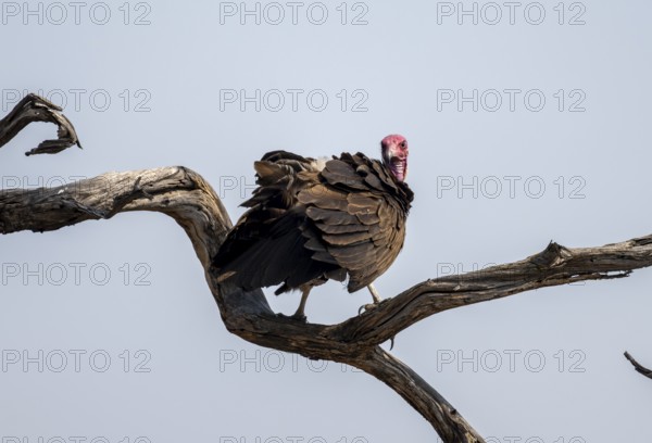 Hooded Vulture (Necrosyrtes monachus) sitting on a branch against a blue sky, Moremi Game Reserve, Botswana